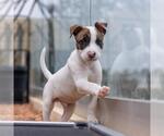 Small #4 Boxer Mix