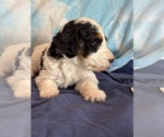 Templeton - Male Bernedoodle (Miniature) Puppy for Sale - Photo #12