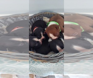 Boston Terrier Puppy for Sale in GAFFNEY, South Carolina USA