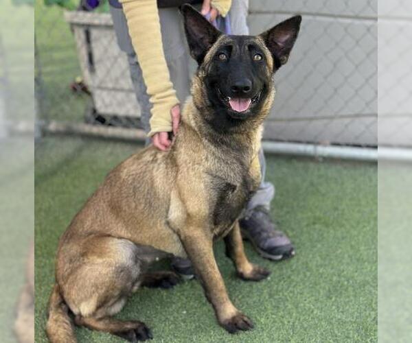 Medium Photo #2 Mutt Puppy For Sale in Camarillo, CA, USA