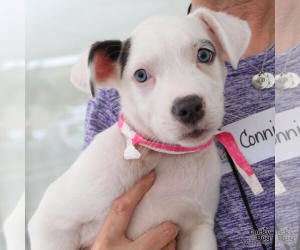 Medium Photo #5 Mutt Puppy For Sale in Washington, DC, USA