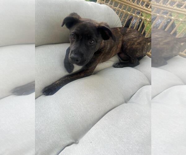 Medium Photo #12 Labrador Retriever-Unknown Mix Puppy For Sale in Holly Springs, NC, USA