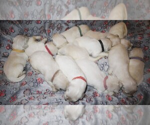 English Cream Golden Retriever Puppy for Sale in LANCASTER, Wisconsin USA