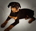 Small #2 Rottweiler