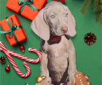 Small #17 Weimaraner