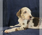 Small #25 Catahoula Leopard Dog