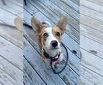 Small Australian Shepherd Mix