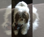 Small Photo #1 Havanese Puppy For Sale in OTWAY, OH, USA