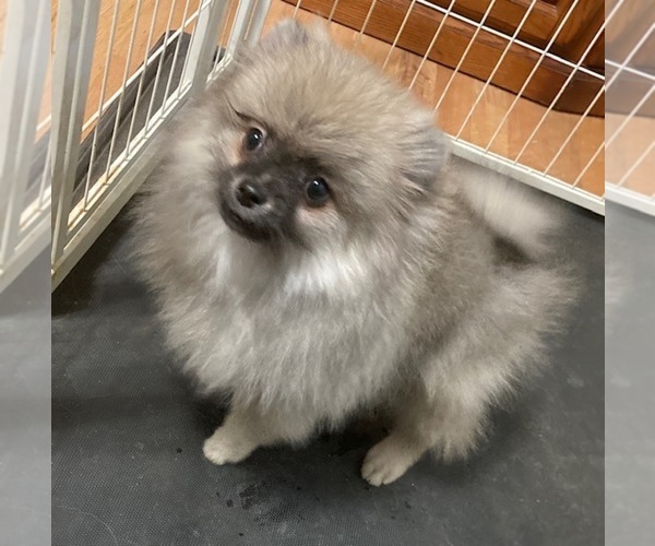 Medium Photo #1 Pomeranian Puppy For Sale in DENVER, CO, USA