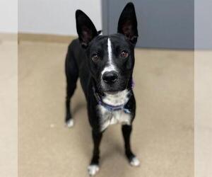 Border Kelpie Dogs for adoption in Aurora, CO, USA