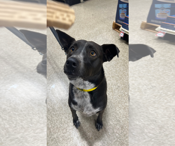 Medium Photo #4 Australian Shepherd-Unknown Mix Puppy For Sale in Chandler, AZ, USA