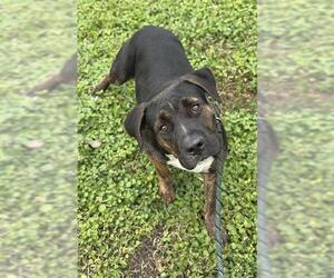 American Staffordshire Terrier Dogs for adoption in Fort Lauderdale, FL, USA