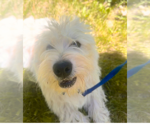 West Highland White Terrier Puppy for sale in COLUMBIA, MO, USA