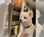 Small #3 Pomeranian Mix