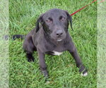 Small #5 Border Collie Mix