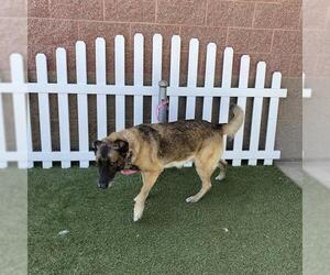 Medium German Shepherd Dog Mix