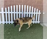 Small German Shepherd Dog Mix