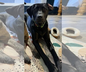 Lily *Courtesy Post* (Moravia-NY) - Female Labrador Retriever-Unknown Mix Dog for Adoption - Photo #2