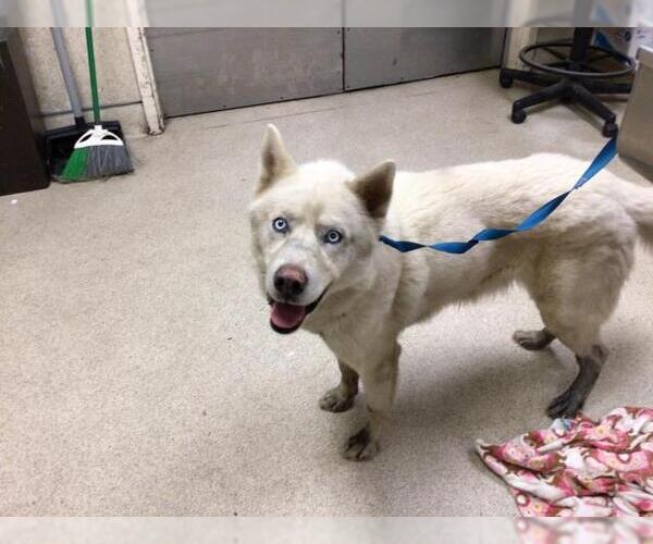 Medium Photo #1 Siberian Husky Puppy For Sale in Riverside, CA, USA