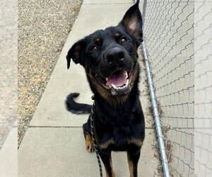 Australian Shepherd-Unknown Mix Dogs for adoption in Palmetto, FL, USA