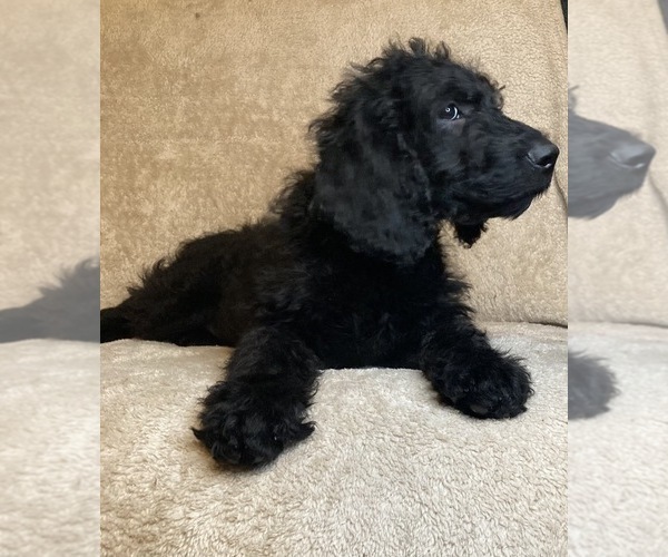 Medium Photo #4 Labradoodle Puppy For Sale in EAST FREETOWN, MA, USA