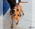Small Rhodesian Ridgeback Mix