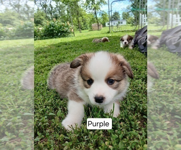Medium Photo #2 Pembroke Welsh Corgi Puppy For Sale in REDKEY, IN, USA