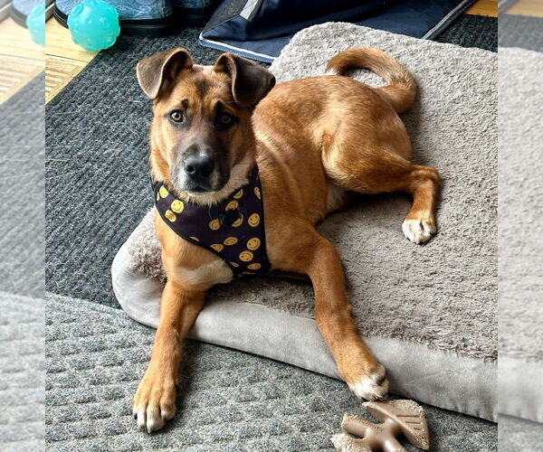 Medium Photo #9 Mutt Puppy For Sale in Canton, CT, USA