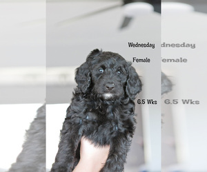 Aussiedoodle Puppy for sale in WILDWOOD, MO, USA