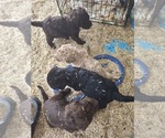 Small Photo #10 Labradoodle Puppy For Sale in SNOW CAMP, NC, USA