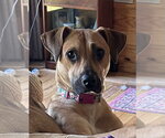 Small #1 Black Mouth Cur
