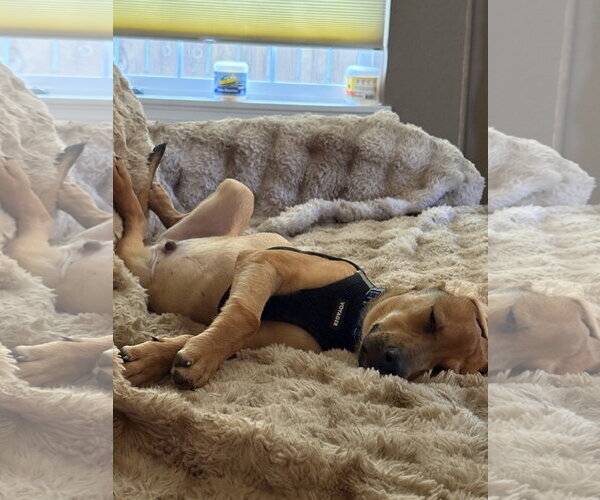 Medium Photo #3 Labrador Retriever-Unknown Mix Puppy For Sale in Aurora, CO, USA