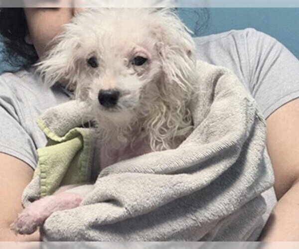 Medium Photo #2 Poodle (Miniature)-Unknown Mix Puppy For Sale in Houston, TX, USA