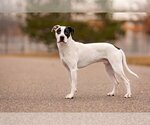 Small Photo #7 Great Dane-Labrador Retriever Mix Puppy For Sale in Princeton, MN, USA