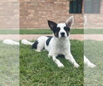 Small #1 Border Collie Mix
