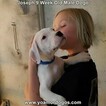 Small Photo #2 Dogo Argentino Puppy For Sale in PINEVILLE, MO, USA