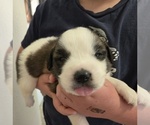 Small #7 Saint Bernard