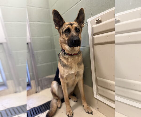 Medium Photo #3 German Shepherd Dog-Unknown Mix Puppy For Sale in Webster, WI, USA