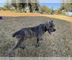 Small Cane Corso