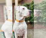 Small #23 American Staffordshire Terrier Mix