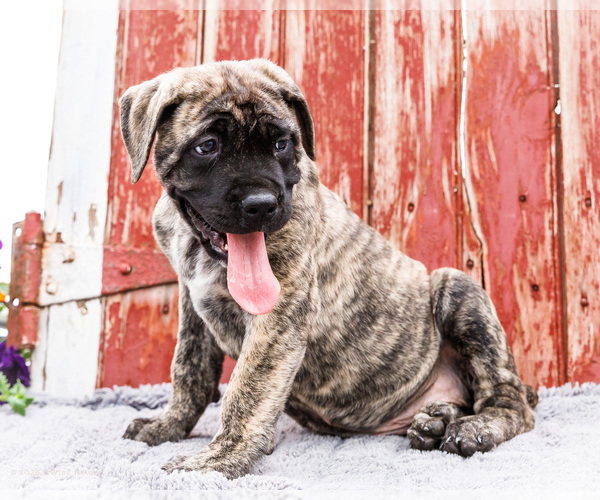 Medium Photo #6 Mastiff Puppy For Sale in WAKARUSA, IN, USA