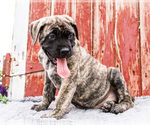Small Photo #6 Mastiff Puppy For Sale in WAKARUSA, IN, USA