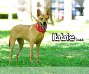 Ibbie from Taiwan - Female Mutt Dog for Adoption - Photo #4