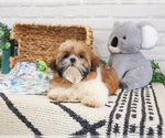 Small #3 Shih Tzu
