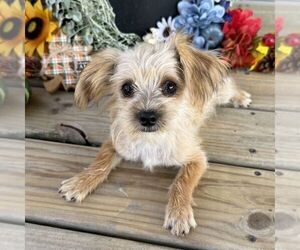 Morkie Puppy for sale in WILLIAMSBURG, IN, USA