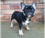 Puppy 2 French Bulldog