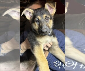 German Shepherd Dog Puppy for Sale in SACRAMENTO, California USA