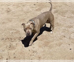 PUDGE - Male American Pit Bull Terrier-Unknown Mix Dog for Adoption - Photo #16