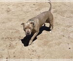 Small #15 American Pit Bull Terrier Mix
