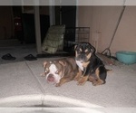 Small #2 Bulldog